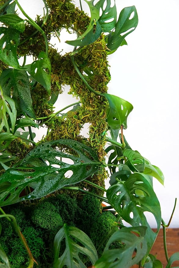 SuperMoss Plant Trellis - Decorative Garden Trellis for Climbing Plants Indoor & Outdoor | Moss-Covered Plant Support for Raised Garden Bed, Patio, Planters, and Garden Decor, Mini 17" X 6.5", Diamond