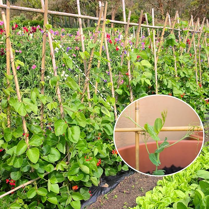 Plant Stakes,4FT Longer Sturdy Natural Bamboo Garden Stakes,GAGINANG 25Pcs Bamboo Sticks Trellis Support for Tomato, Vegetables Beans Trees Climbing Plants