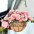 LaLaGreen Hanging Planter for Outdoor Plants (14 Inch, 4 Pack) Hanging Baskets with Coco Liner, Black Metal Wire Flower Basket Pots with Hook Hanger Balcony Porch Farmhouse Country Style Garden Decor