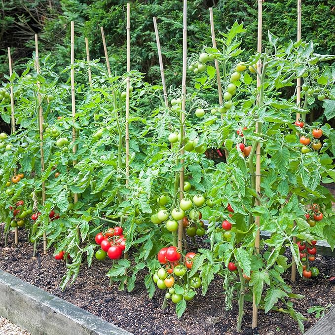 Bamboo Stakes,4FT Natural Bamboo Garden Stakes,BOVITRO 25Pcs Plant Stakes,Bamboo Sticks for Tomato,Beans,Vegetable and Climbing Plants