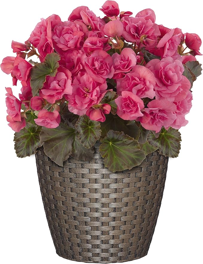 Classic Home & Garden Nantucket 8" Planter, Russet