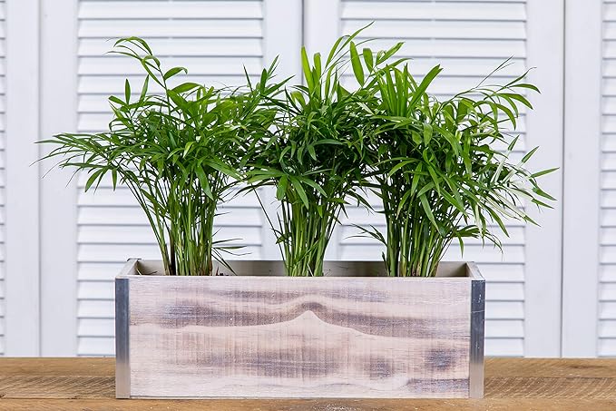 Wood Planter Box with Tin Style, 12x4 Inch Rectangular, Whitewash, Plastic Liner, Garden Centerpiece Display, Wedding Flowers Holder, Home and Venue Decor (12x4 w/ Tin Set of 4, Whitewash)