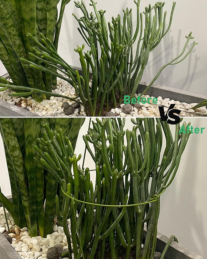 5 Pack Plant Support Stakes, Adjustable Plant Ring Cages with Green Rubber Wrapping, Ideal for Orchids, Indoor and Outdoor Potted Plants, 6" Wide x 11" High