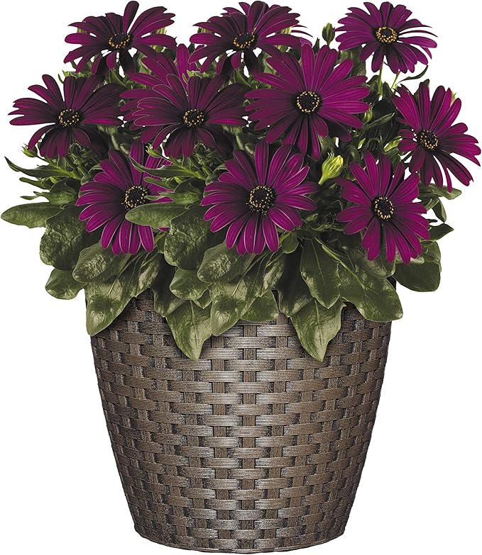 Classic Home & Garden Nantucket 8" Planter, Russet