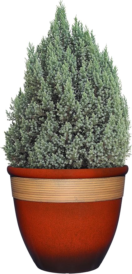 Classic Home and Garden Premiere Collection Planter, Abigail 15", Lava Red
