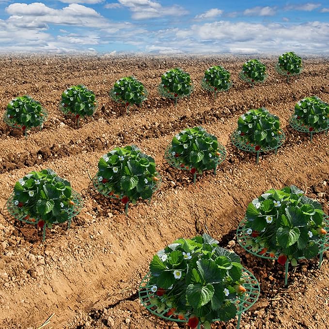 Iceyyyy 10 Pack Strawberry Plant Support - Large Size Strawberry Growing Racks - Strawberry Growing Frame for Keeping Garden Strawberry Clean