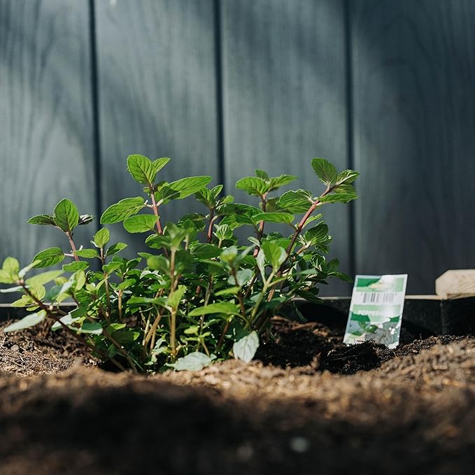 Backyard Expressions Wooden Raised Garden Bed | 48" x 24" x 30" Elevated Planter Box with Included Bed Liner | Outdoor Vegetable, Flower, and Herb Gardening