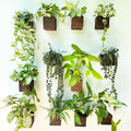 LaLaGreen Indoor Planter Box for Plants (4x4 Inch, 12 Pack) Small Square Wooden Wall Mounted Planters Wood Window Boxes Hanging Flower Pot Plant Holder Outdoor Herb Modern Vertical Garden Home Decor