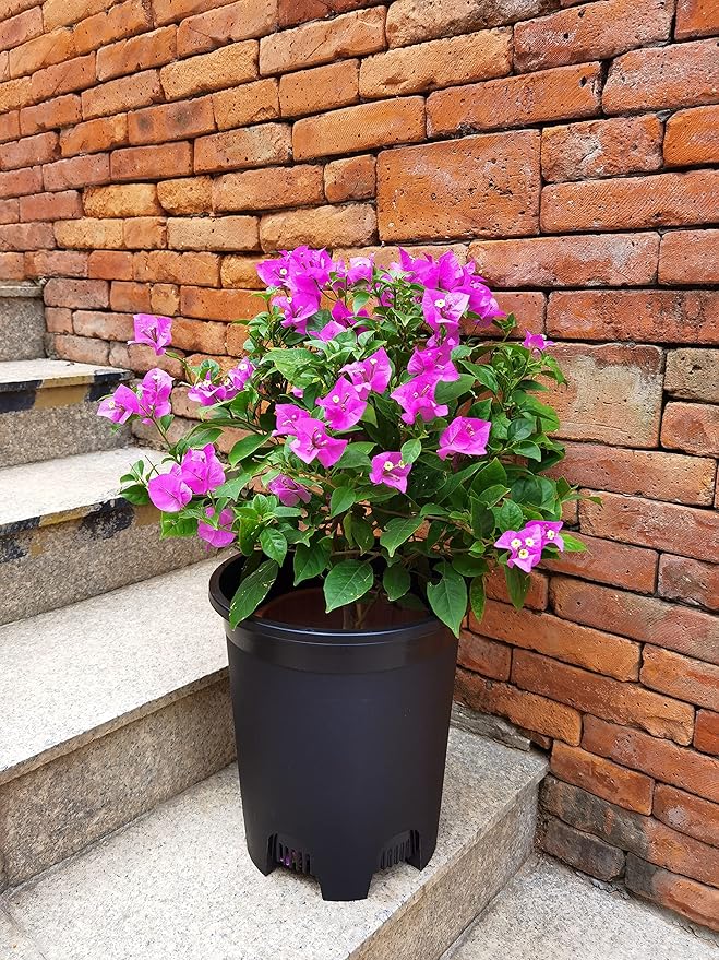 5 Gallon 20-Pack Nursery Pot Black Plastic Planters in Bulk with Drainage for Outdoor Indoor Large Plants Trees